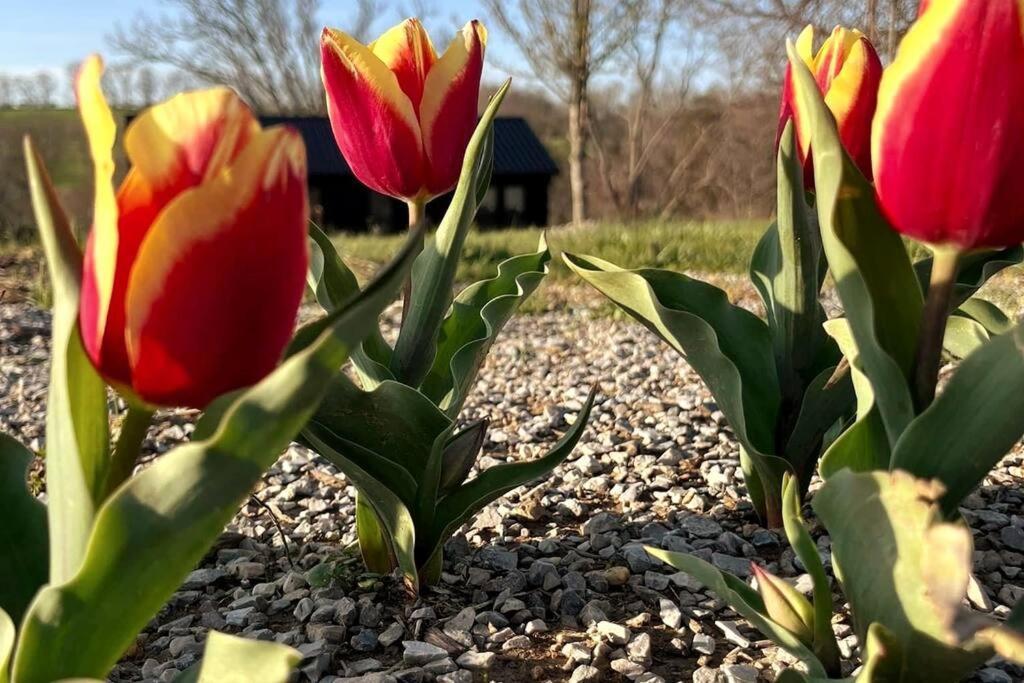 #4 Kentucky Bourbon Trail Bourbon Barrel Cottages Lawrenceburg Ngoại thất bức ảnh
